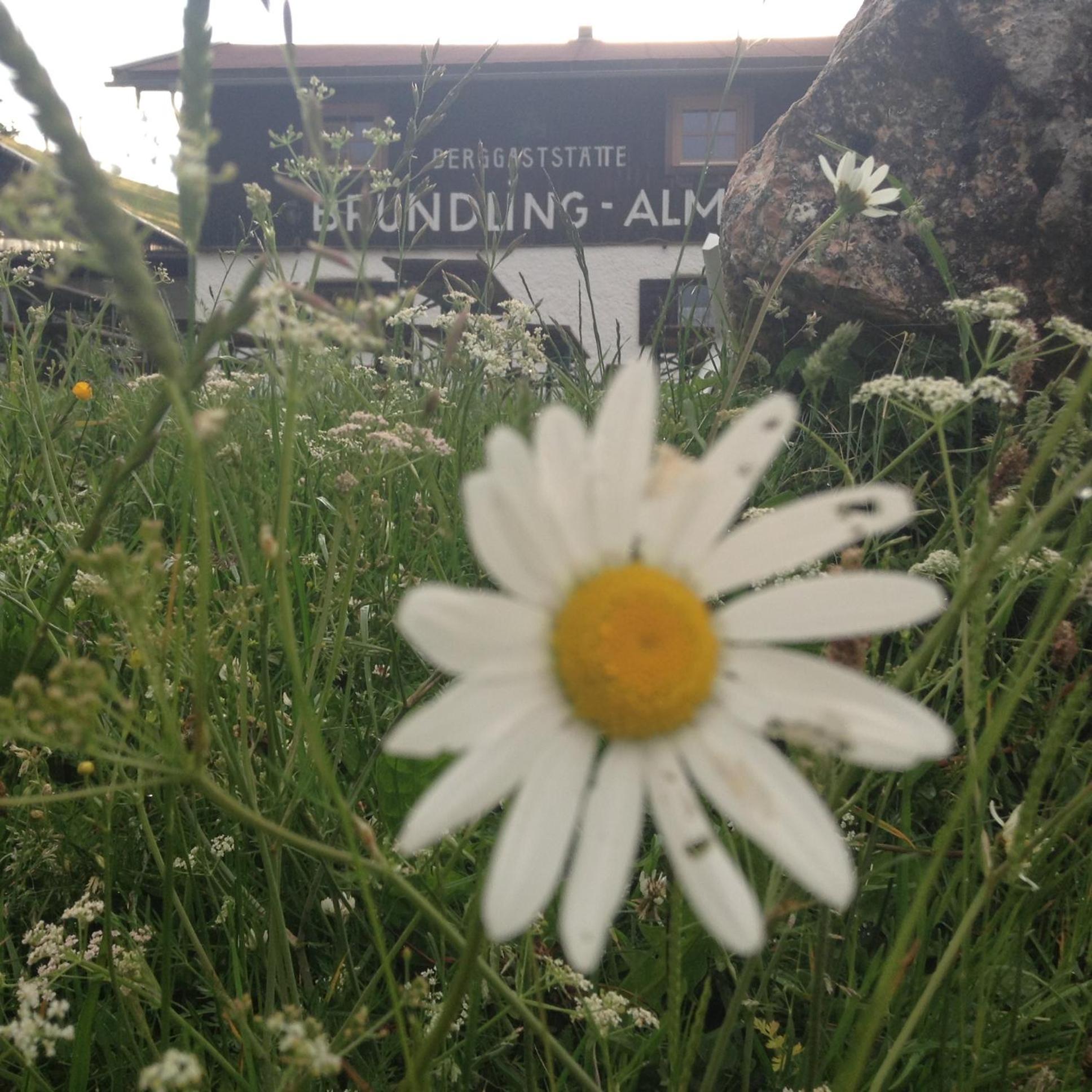 Bruendling-Alm Berggasthof Auf 1167M Auf Dem Hochfelln Bergen  Extérieur photo